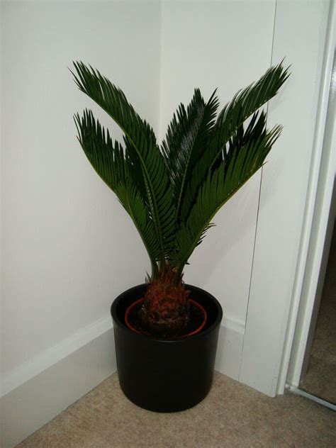 Sago Palm (Cycas revoluta) Guide | Our House Plants