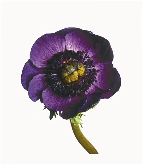 Irving Penn Irving Penn Flowers Irving Penn Flowers