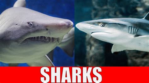 sharks  kids learn  types  sharks   ocean youtube