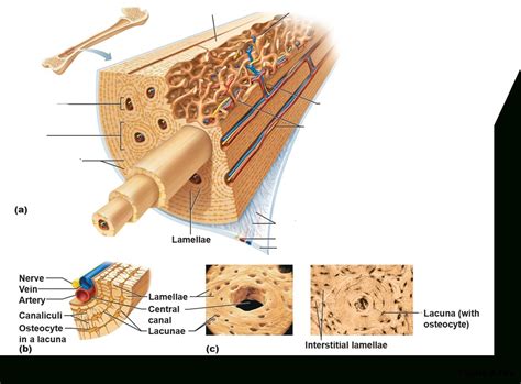 microscopic structure  compact bone diagram quizlet