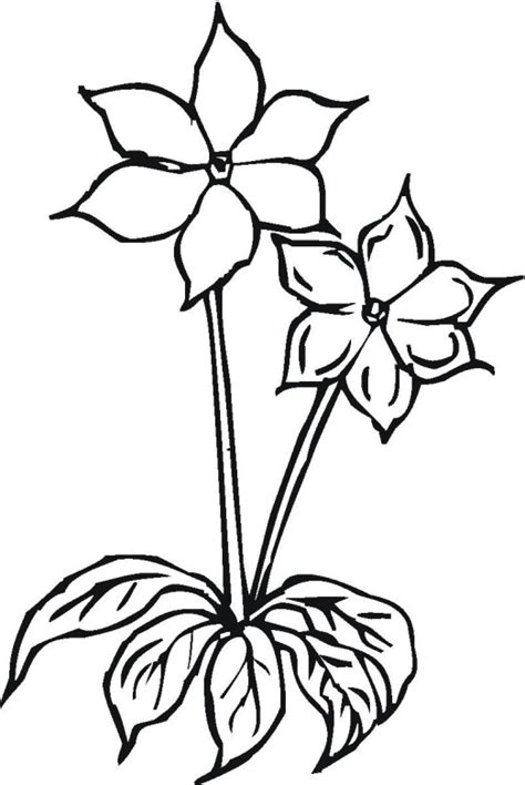 flower  coloring page