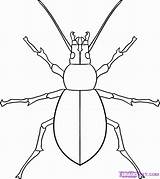 Insects Beetle Step Dragoart sketch template