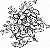 Sampaguita Flower Outline Sketch Jasmine Drawing Simple Tattoos Flowers Designs Paintingvalley Tattoo Sketches Arrangement Background Istockphoto Choose Board Makalenin Kaynağı sketch template