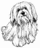 Coloring Pages Tzu Shih Havanese Dog Drawing Google Color Colouring Lhasa Search Apso Terrier Drawings Bichon Puppy Portraits Dogs Ca sketch template