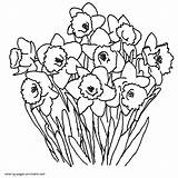 Coloring Pages Daffodils Printable Seasons Spring Colouring sketch template