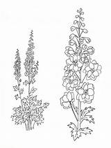 Larkspur Flower Coloring Pages Drawing Flowers Tattoo July Drawings Printable Birth Delphinium Line Draw Month Gladiolus Tattoos Board Mycoloring Designlooter sketch template