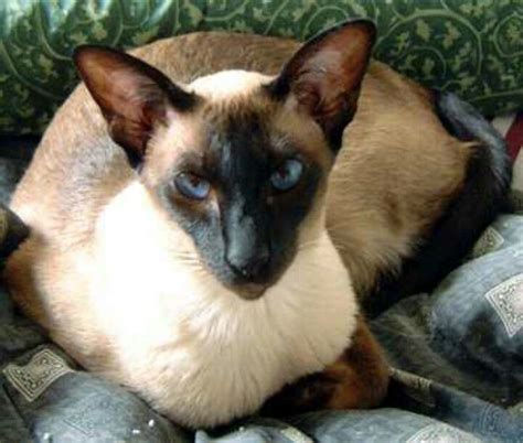 pure siamese cat  true siamese   noticeable  large ears   long face  cats