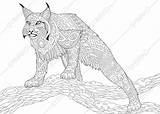 Zentangle Lynx Wildcat Caracal Bobcat Stilisierte Wildkatze Selvatico Gatto Stilizzato Stiliserade sketch template