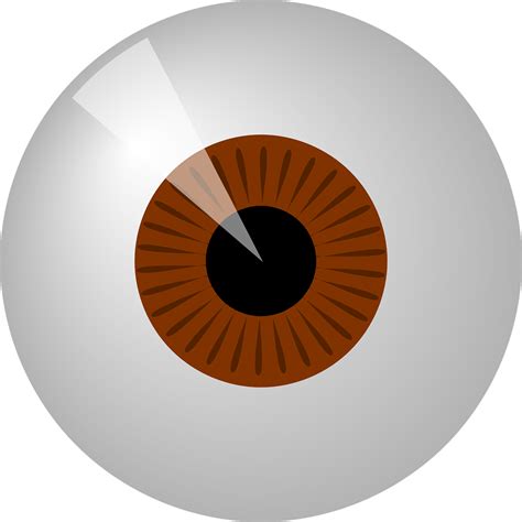 eye brown human  vector graphic  pixabay