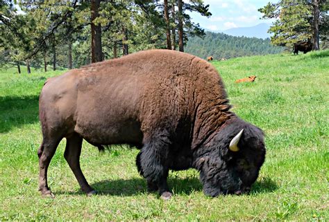 american bison colorado colorado sands flickr