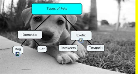 types  pets