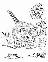 Coloring Pages Kitten Adults Getdrawings sketch template