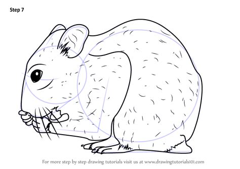 learn how to draw a golden hamster rodents step by step drawing tutorials