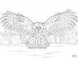 Owl Coloring Flying Pages Great Grey Horned Realistic Gray Printable Color Practical Drawing Getcolorings Drawings Skip Main Horn Comments Print sketch template