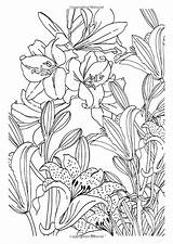 Coloring Pages Flower Amazon Ca Flowers Book sketch template