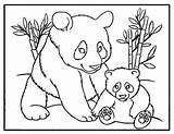Panda Baby Color Print Coloring Bear Pages Printable Momma Colour Little Cute Template Mummy Ones sketch template