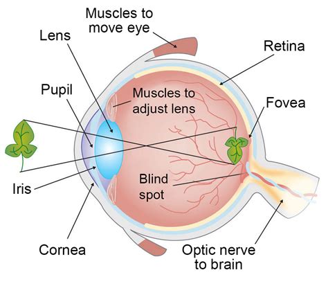 vision works  sense  sight   biologist