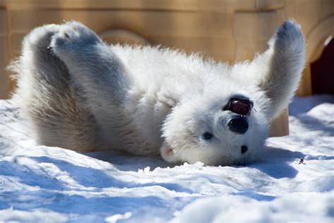 happy polar bear cub photograph  dora miller