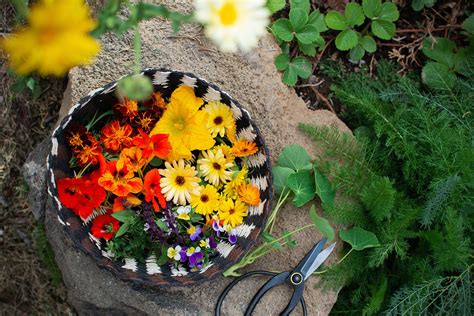 edible flowers   grow   garden