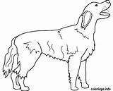 Chien Setter Perros Dibujos Coloring Gratuit Coloriages Imprimé Dessins Fois sketch template