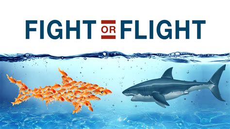fight  flight