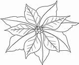 Poinsettia Coloring Drawing Outline Clipart Line Simple National Weihnachtsstern Color Christmas Pages Clip Drawings Coloringhome Netart Holidays Happy Transparent Popular sketch template