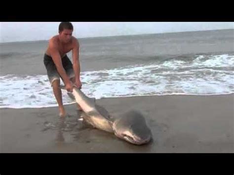 shark caught  delaware youtube