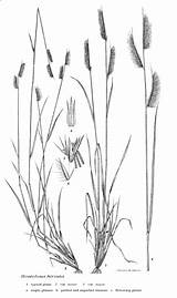 Grass Genera sketch template