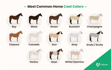 horse coat color chart