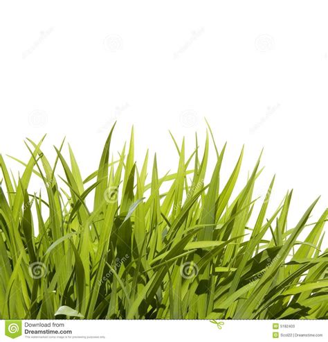 tall grass clipart clipground