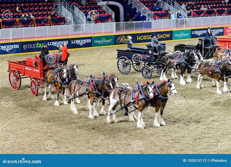 royal horse show  toronto editorial photography image  horse