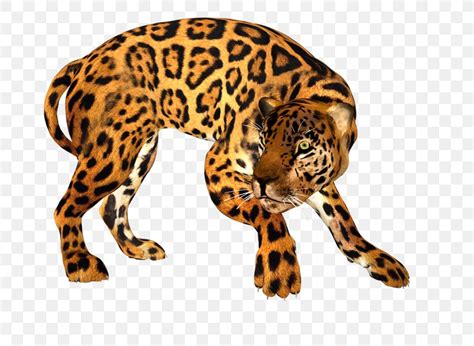 Jaguar Leopard Tiger Cheetah Lion Png 800x600px Jaguar