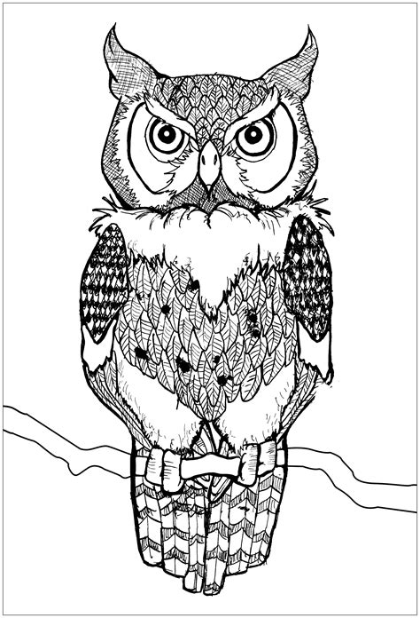 owl drawing    color owls kids coloring pages