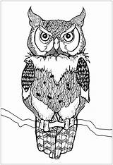 Hibou Gufi Gufo Owls Hiboux Adulti Buhos Eulen Colorier Erwachsene Malbuch Coloriages Justcolor Scaricare Tiere Reale Reales Disegnare Stampare Eule sketch template