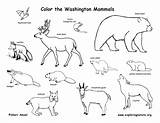 Coloring Animals Pages Animal State Mammals Tundra Habitat Drawing Washington Color Common Loon Drawings Woodland British Forest Columbia Wetlands Habitats sketch template