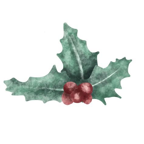 watercolor merry christmas holly leaves  berry holly berry holly