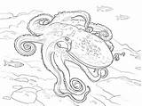 Octopus Polipo Pulpo Curled Dibujo Coloriage Supercoloring Marins Pulpos Gratis Printmania sketch template