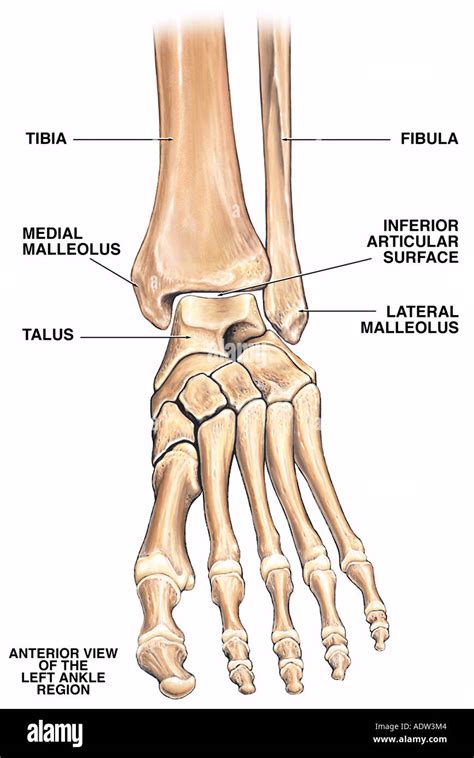 normal anatomy   left ankle region stock photo  alamy