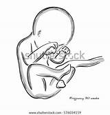Fetus Embryo Fetal Human Development Fertilization Baby Womb Pregnancy Weeks Shutterstock Coloring Birth Growth Stock Sketch Vector Template Pages Preview sketch template