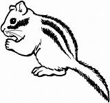 Chipmunk Coloring Pages Clipart Cute Clip Gerbil Nut Cliparts Supercoloring Color Printable Drawing Eating Animal Animals Panda Library Kids Gif sketch template
