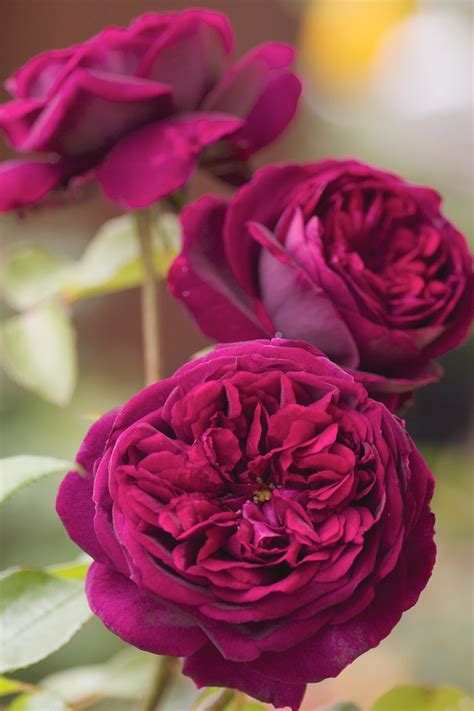 pin  debbie turner  roses david austin roses beautiful flowers