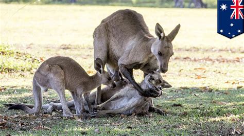 Kangaroo Mourning Death Of His Mate Was Actually Trying To Have Sex