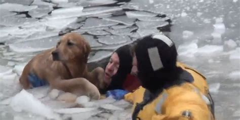 firefighters  icy plunge  rescue dog  heartwarming video huffpost