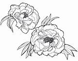 Drawing Peonies Peony Drawings Line Outline Tattoo Realistic Flower Flowers Sketch Japanese Google Illustration Getdrawings Botanical Watercolor Floral Draw Rose sketch template
