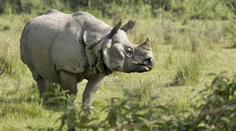 bengal  horned rhino killed  gorumara national park  held