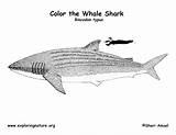 Coloring Whale Shark Sharks Designlooter Exploringnature 22kb 612px sketch template