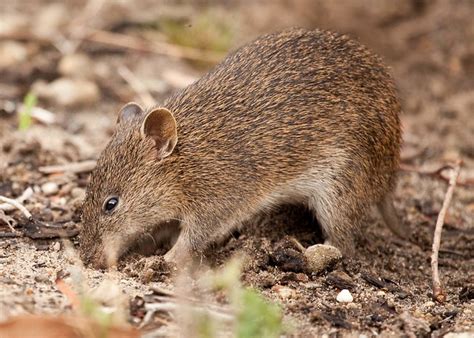 southern brown bandicoot flickr photo sharing