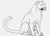 Panther Coloring Florida Pages Color Printable Getcolorings Getdrawings sketch template