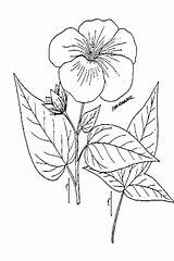 Drawing Taro Plant Plants Getdrawings sketch template