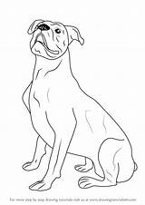 Boxer Dog Draw Drawing Step Farm Animals Tutorials Dogs Pages Coloring Drawingtutorials101 Drawings Animal Learn Choose Board sketch template